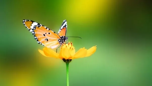 Mariposa naranja posada sobre una flor amarilla