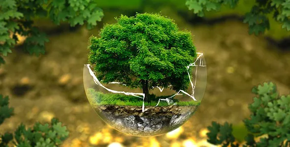 Árbol creciendo dentro de una esfera de cristal rota sobre la hierba